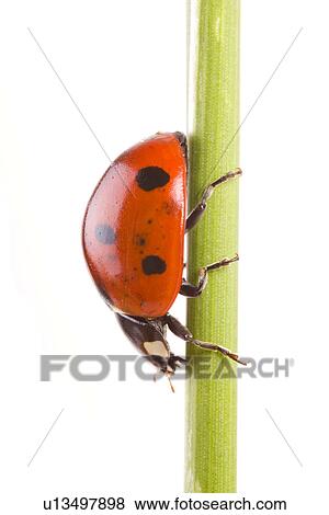 Close-up to a lady bug View Large Photo Image Stock Photo - Close-up to a lady bug. Fotosearch