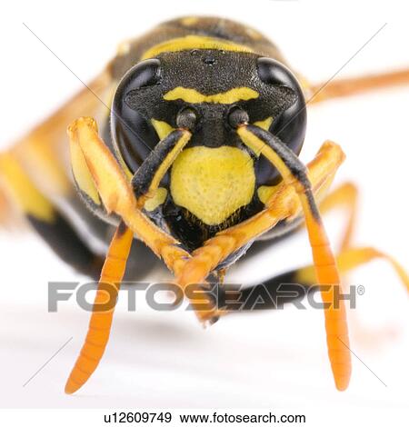 Stock Photo - Close-up to a wasp. Fotosearch