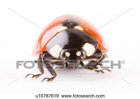 Stock Photo - Coccinella 7 punctata, Coccinella 7-punctata, Coccinellia septempunctata, detail, detail admission, details, Freigestellte. Fotosearch