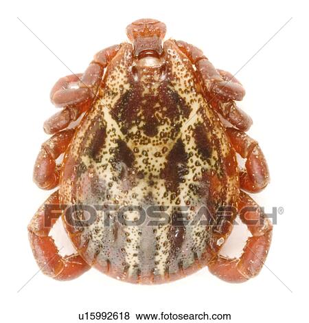 day, alfred, dangerous, danger, animals, affection View Large Photo Image Stock Photo - day, alfred, dangerous, danger, animals, affection. Fotosearch