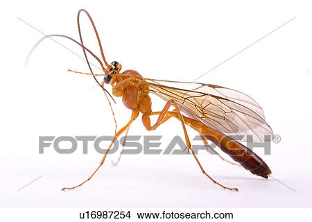 detail, detail admission, details, Freigestellte, Freisteller, macro, Macroaufnahme View Large Photo Image Picture - detail, detail admission, details, Freigestellte, Freisteller, macro, Macroaufnahme. Fotosearch