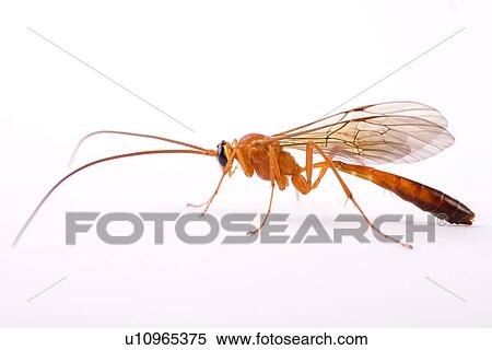 detail, detail admission, details, Freigestellte, Freisteller, macro, Macroaufnahme View Large Photo Image Stock Photography - detail, detail admission, details, Freigestellte, Freisteller, macro, Macroaufnahme. Fotosearch