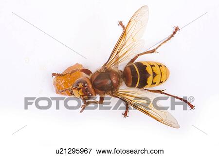 freigestellt, alfred, aliment, animal, animals, bee View Large Photo Image Stock Photo - freigestellt, alfred, aliment, animal, animals, bee. Fotosearch