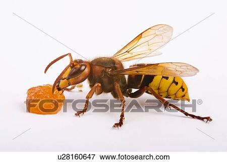 Stock Photo - freigestellt, alfred, aliment, animal, animals, bee. Fotosearch
