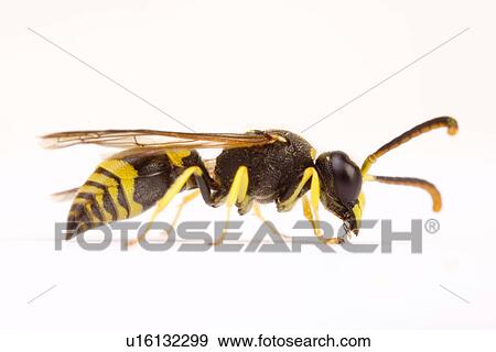 freigestellt, alfred, ancistrocerus, animal, animals, close-up View Large Photo Image Stock Photo - freigestellt, alfred, ancistrocerus, animal, animals, close-up. Fotosearch