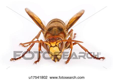 freigestellt, alfred, animal, animals, bee, bees View Large Photo Image Stock Image - freigestellt, alfred, animal, animals, bee, bees. Fotosearch