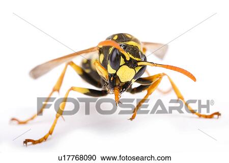 freigestellt, alfred, animal, animals, close-up View Large Photo Image Stock Image - freigestellt, alfred, animal, animals, close-up. Fotosearch