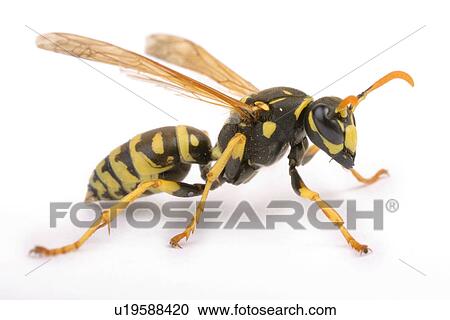 freigestellt, alfred, animal, animals, close-up View Large Photo Image Stock Image - freigestellt, alfred, animal, animals, close-up. Fotosearch
