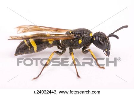 freigestellt, alfred, animal, animals, close-up View Large Photo Image Stock Image - freigestellt, alfred, animal, animals, close-up. Fotosearch