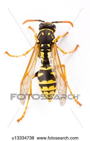 Stock Photo - freigestellt, alfred, animal, animals, close-up. Fotosearch