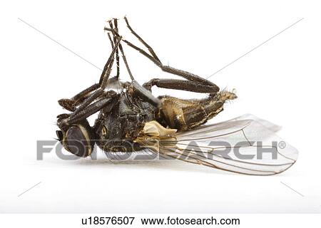 freigestellt, alfred, animal, animals, close-up View Large Photo Image Stock Photo - freigestellt, alfred, animal, animals, close-up. Fotosearch