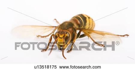 freigestellt, alfred, animal, animals, bee, bees View Large Photo Image Stock Photography - freigestellt, alfred, animal, animals, bee, bees. Fotosearch