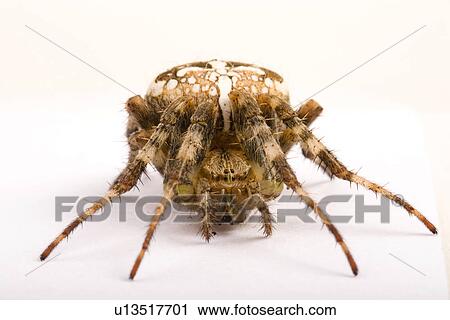 freigestellt, wiesenbewohner, alfred, animal, animals, arachnid View Large Photo Image Stock Image - freigestellt, wiesenbewohner, alfred, animal, animals, arachnid. Fotosearch