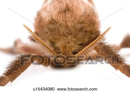 freigestellt, wiesenbewohner, alfred, animal, animals, butterflies View Large Photo Image Stock Image - freigestellt, wiesenbewohner, alfred, animal, animals, butterflies. Fotosearch