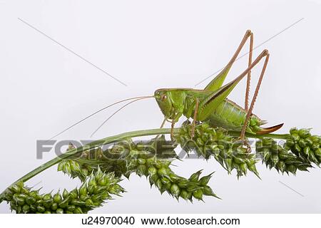 freigestellt, wiesenbewohner, alfred, animal, animals, bite-frighten View Large Photo Image Stock Image - freigestellt, wiesenbewohner, alfred, animal, animals, bite-frighten. Fotosearch