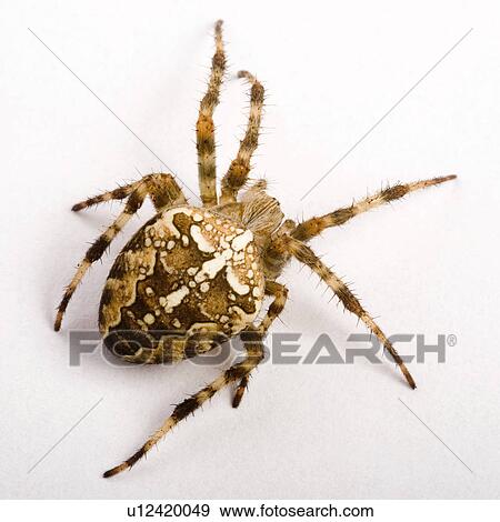 freigestellt, wiesenbewohner, alfred, animal, animals, arachnid View Large Photo Image Stock Photo - freigestellt, wiesenbewohner, alfred, animal, animals, arachnid. Fotosearch