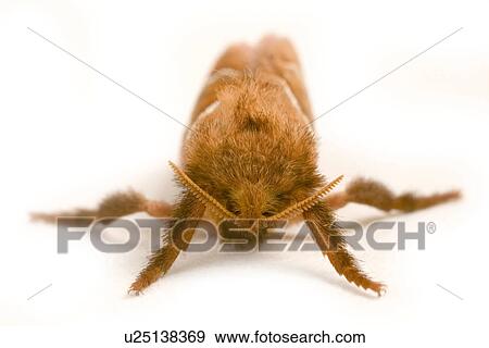 freigestellt, wiesenbewohner, alfred, animal, animals, butterflies View Large Photo Image Stock Photo - freigestellt, wiesenbewohner, alfred, animal, animals, butterflies. Fotosearch