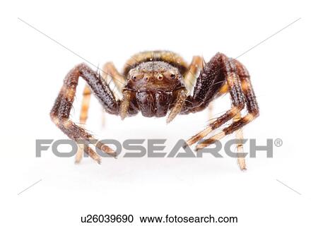 Freisteller, fauna, Freigestellte, crab spider, Krabbenspinnen, macro, Macroaufnahme View Large Photo Image Stock Image - Freisteller, fauna, Freigestellte, crab spider, Krabbenspinnen, macro, Macroaufnahme. Fotosearch