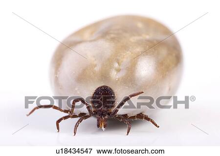 gemeiner, freigestellt, alfred, animal, animals, blood View Large Photo Image Stock Photo - gemeiner, freigestellt, alfred, animal, animals, blood. Fotosearch