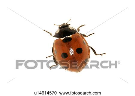 Lady Bug View Large Photo Image Stock Image - Lady Bug. Fotosearch