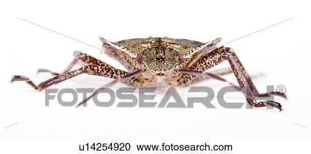 Macro of a bug View Large Photo Image Stock Image - Macro of a bug. Fotosearch
