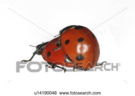 Two ladybugs View Large Photo Image Stock Photo - Two ladybugs. Fotosearch