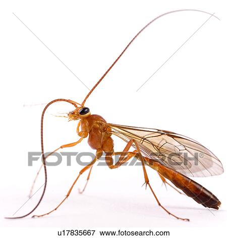 Up-close to a bug View Large Photo Image Stock Photo - Up-close to a bug. Fotosearch