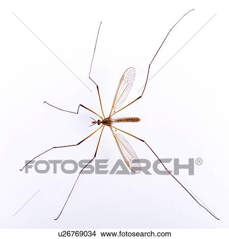 Up-close to a mosquito View Large Photo Image Picture - Up-close to a mosquito. Fotosearch