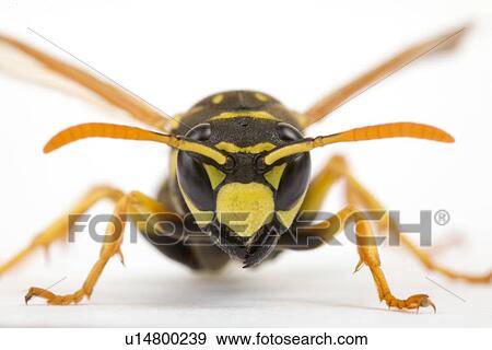 wasp, close-up, schauhuber, insect, indoor photo, alfred View Large Photo Image Stock Photo - wasp, close-up, schauhuber, insect, indoor photo, alfred. Fotosearch