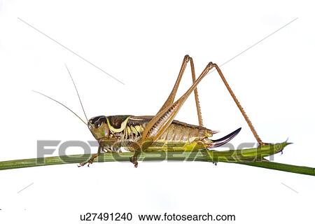 wiesenbewohner, alfred, animal, animals, bite-frighten, blade of grass View Large Photo Image Stock Image - wiesenbewohner, alfred, animal, animals, bite-frighten, blade of grass. Fotosearch