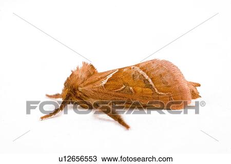 wiesenbewohner, freigestellt, alfred, animal, animals, butterflies View Large Photo Image Stock Image - wiesenbewohner, freigestellt, alfred, animal, animals, butterflies. Fotosearch