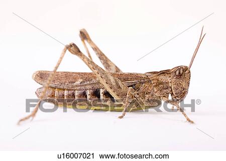 wiesenbewohner, freigestellt, alfred, animal, animals, brown View Large Photo Image Stock Image - wiesenbewohner, freigestellt, alfred, animal, animals, brown. Fotosearch