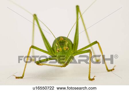 wiesenbewohner, freigestellt, alfred, animal, animals, climb View Large Photo Image Stock Image - wiesenbewohner, freigestellt, alfred, animal, animals, climb. Fotosearch
