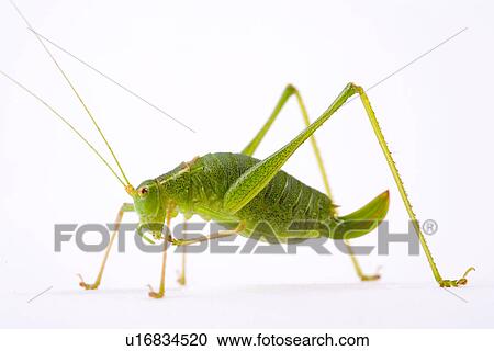 wiesenbewohner, freigestellt, alfred, animal, animals, climb View Large Photo Image Stock Image - wiesenbewohner, freigestellt, alfred, animal, animals, climb. Fotosearch