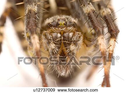 wiesenbewohner, freigestellt, alfred, animal, animals, arachnid View Large Photo Image Stock Photo - wiesenbewohner, freigestellt, alfred, animal, animals, arachnid. Fotosearch