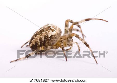 wiesenbewohner, freigestellt, alfred, animal, animals, arachnid View Large Photo Image Stock Photo - wiesenbewohner, freigestellt, alfred, animal, animals, arachnid. Fotosearch