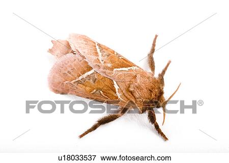 wiesenbewohner, freigestellt, alfred, animal, animals, butterflies View Large Photo Image Stock Photo - wiesenbewohner, freigestellt, alfred, animal, animals, butterflies. Fotosearch