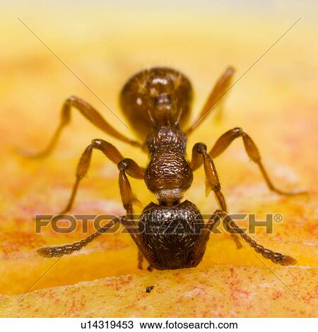Stock Image - animal, apple, ants, animals, alfred. Fotosearch