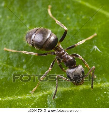 animal, away ant, ants, animals, alfred View Large Photo Image Stock Image - animal, away ant, ants, animals, alfred. Fotosearch