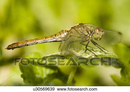 animal, close-up, blutrote, animals, alfred View Large Photo Image Stock Photo - animal, close-up, blutrote, animals, alfred. Fotosearch