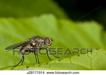 animal, detail, close-up, animals, alfred View Large Photo Image Picture - animal, detail, close-up, animals, alfred. Fotosearch