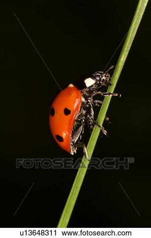 Stock Image - animals, black, beetle, austria, alfred. Fotosearch