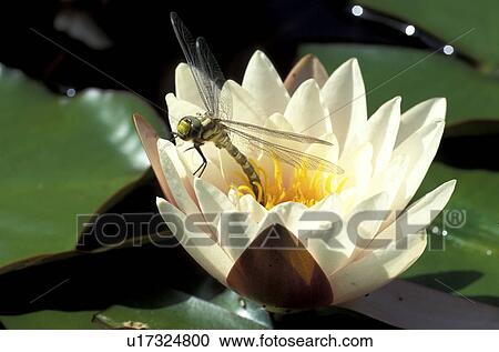 animals, blooms, bloom, attraction, abloom View Large Photo Image Stock Image - animals, blooms, bloom, attraction, abloom. Fotosearch