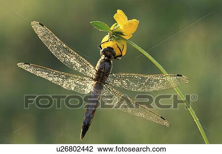 animals, blossom, blooms, bloom, abloom View Large Photo Image Stock Image - animals, blossom, blooms, bloom, abloom. Fotosearch