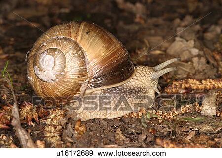 Stock Photo - animals, close-up, CLOSE, brown, alfred. Fotosearch