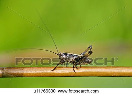 Baby grasshopper View Large Photo Image Stock Image - Baby grasshopper. Fotosearch
