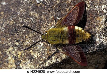 back view, butterfly, butterflies, animals View Large Photo Image Stock Photo - back view, butterfly, butterflies, animals. Fotosearch