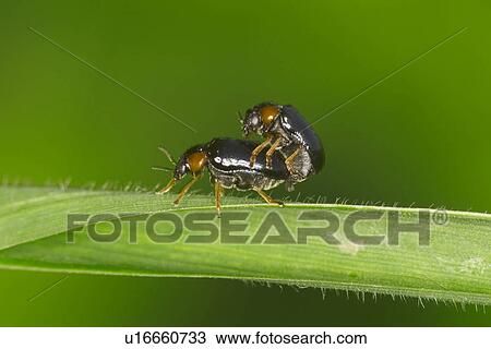 beetle, close-up, CLOSE, alfred View Large Photo Image Stock Image - beetle, close-up, CLOSE, alfred. Fotosearch