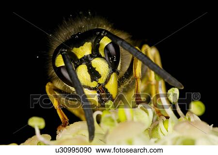 blooming, animal, bloomer, bloom, animals, alfred View Large Photo Image Stock Image - blooming, animal, bloomer, bloom, animals, alfred. Fotosearch