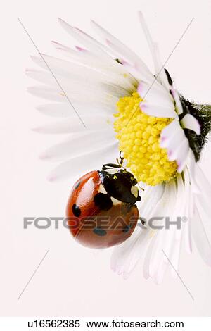 blossom, alfred, bloom, bellis, animals, abloom View Large Photo Image Stock Photography - blossom, alfred, bloom, bellis, animals, abloom. Fotosearch